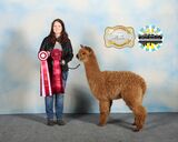 alpaca for sale