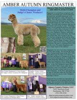 alpaca for sale