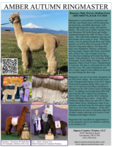 alpaca for sale