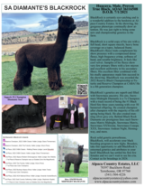 alpaca for sale