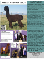 alpaca for sale