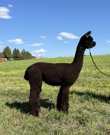 alpaca for sale