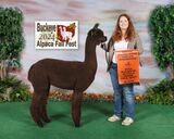 alpaca for sale