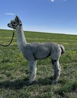 alpaca for sale