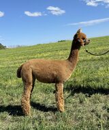 alpaca for sale