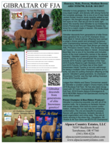 alpaca for sale