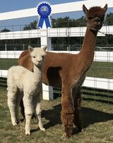 alpaca for sale