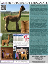 alpaca for sale