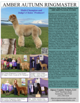 alpaca for sale