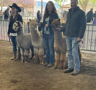 2024 CABA Classic Breeder's Best Three - First Place