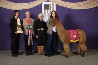 CRESCENT MOON'S GERTRUDE: 5X Judge's Choice & 12X Champion! 