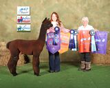 ESTATES DARK VENOM: 2024 Fall Alpaca Spectacular Iowa Shows