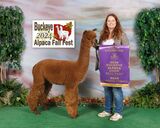 alpaca for sale