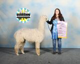 alpaca for sale