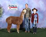 alpaca for sale