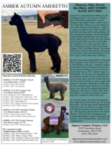 alpaca for sale