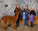 CCNF ALARRA: 2024 Alpacapalooza