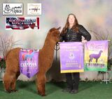 CCNF ALARRA:  2024 Alpaca Jamboree