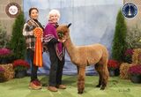 alpaca for sale