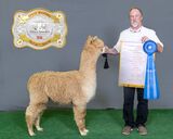 alpaca for sale