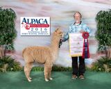 alpaca for sale