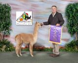 alpaca for sale