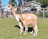 alpaca for sale