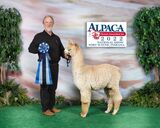 alpaca for sale