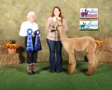 ESTATES XXXTREME LEGACY PASSION: 2024 Illinois American Alpaca Show