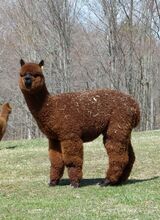 alpaca for sale