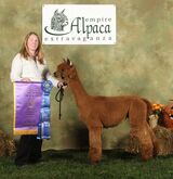 alpaca for sale