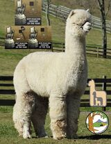 alpaca for sale