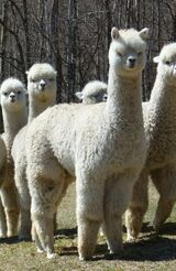 alpaca for sale