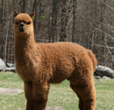 alpaca for sale