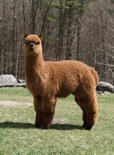 alpaca for sale