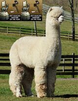 alpaca for sale