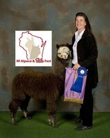 alpaca for sale