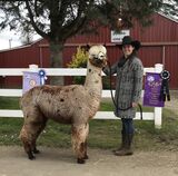 alpaca for sale