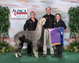 alpaca for sale