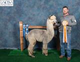 alpaca for sale