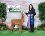 alpaca for sale