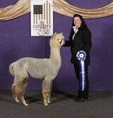 alpaca for sale