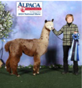 alpaca for sale