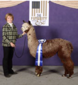 alpaca for sale