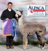 alpaca for sale