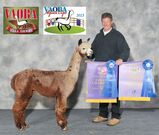 alpaca for sale