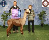 alpaca for sale