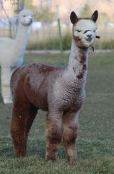 alpaca for sale