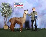 alpaca for sale