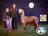 alpaca for sale